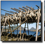 On the Lofoten archipelago, we see codfish drying