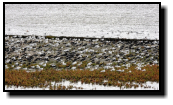 Sea gulls and Oystercatchers are facing the strong wind