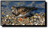 Ruddy Turnstones are breeding in Greenland, Spitsbergen, northern Scandinavia, and in Siberia