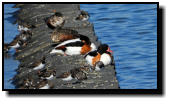 They are the first to return from the arctic: Shelducks and Ruddy Turnstones 