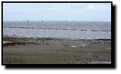 During low tide, these birds are standing in the tideland