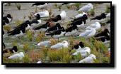 Oystercatchers and sea gulls hiding their heads in stormy wind