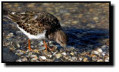 The Ruddy Turnstone is a member of the wading birds family. It is a highly migratory bird that is flying long distances