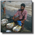 Sweetlips on the fish market