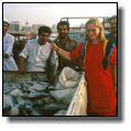 Little tunas at the Dubai Creek