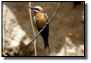 A White-Fronted Bee-Eater at the river Ruaha, Tanzania