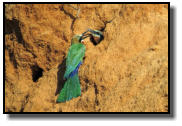 White-Fronted Bee-Eaters in front of the nesting holes