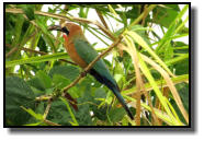 A Little Bee-Eater holding its prey