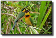 A pair of Little Bee-Eaters