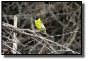 A Black-Headed Weaver at the river Ruaha