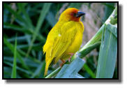 Eastern Golden Weavers are living in the reed bed