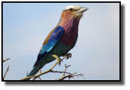 The colourful Lilac-Breasted-Roller