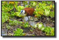 Jacanas have very strong legs