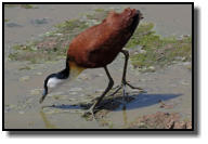 The Jacanas belong to the wader family