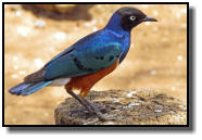 The Superb Starling has a shiny plumage