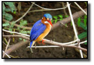 Small and beautiful: The Malachite Kingfisher looks like a gemstone