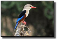 A Grey-Headed Kingfisher on a raised stand