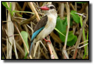 A Brown-Hooded Kingfisher is also waiting for prey