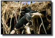 The Giant Kingfisher is the biggest of the kingfishers