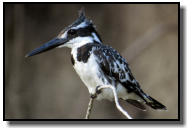 The Pied Kingfisher waiting for prey