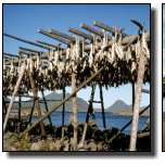 Auf der Inselgruppe Lofoten stehen Trockengestelle für Dorsche