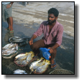 Auf dem Fischmarkt: Süßlippen