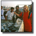 Kleine Thunfische am Dubai Creek