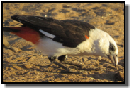 Der Büffelweber ist der größte Webervogel